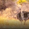 Africká fauna – Kalendár zvierat – 2025 – Kalendár formátu DIN A3: Nástenný kalendár s najkrajšími motívmi africkej fauny na rok 2025 vo formáte DIN A3 (cca 42 x 30 cm)!