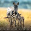 Africká fauna – Kalendár zvierat – 2025 – Kalendár formátu DIN A3: Nástenný kalendár s najkrajšími motívmi africkej fauny na rok 2025 vo formáte DIN A3 (cca 42 x 30 cm)!