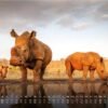 Africká fauna – Kalendár zvierat – 2025 – Kalendár formátu DIN A3: Nástenný kalendár s najkrajšími motívmi africkej fauny na rok 2025 vo formáte DIN A3 (cca 42 x 30 cm)!