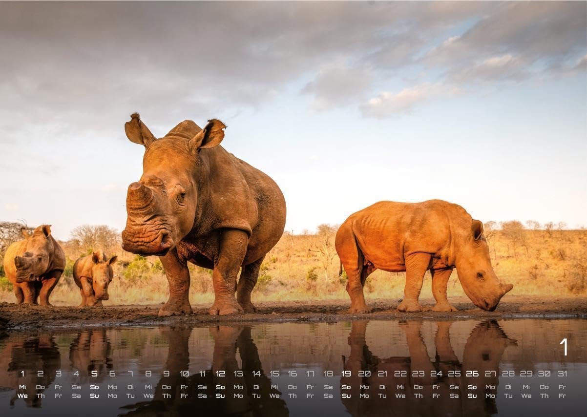 Africká fauna – Kalendár zvierat – 2025 – Kalendár formátu DIN A3: Nástenný kalendár s najkrajšími motívmi africkej fauny na rok 2025 vo formáte DIN A3 (cca 42 x 30 cm)!
