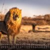 Africká fauna – Kalendár zvierat – 2025 – Kalendár formátu DIN A3: Nástenný kalendár s najkrajšími motívmi africkej fauny na rok 2025 vo formáte DIN A3 (cca 42 x 30 cm)!