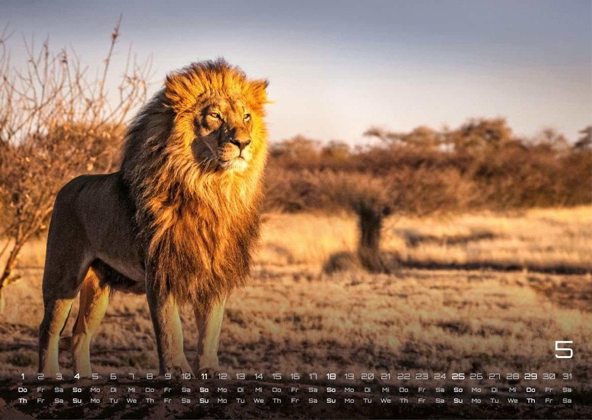 Africká fauna – Kalendár zvierat – 2025 – Kalendár formátu DIN A3: Nástenný kalendár s najkrajšími motívmi africkej fauny na rok 2025 vo formáte DIN A3 (cca 42 x 30 cm)!