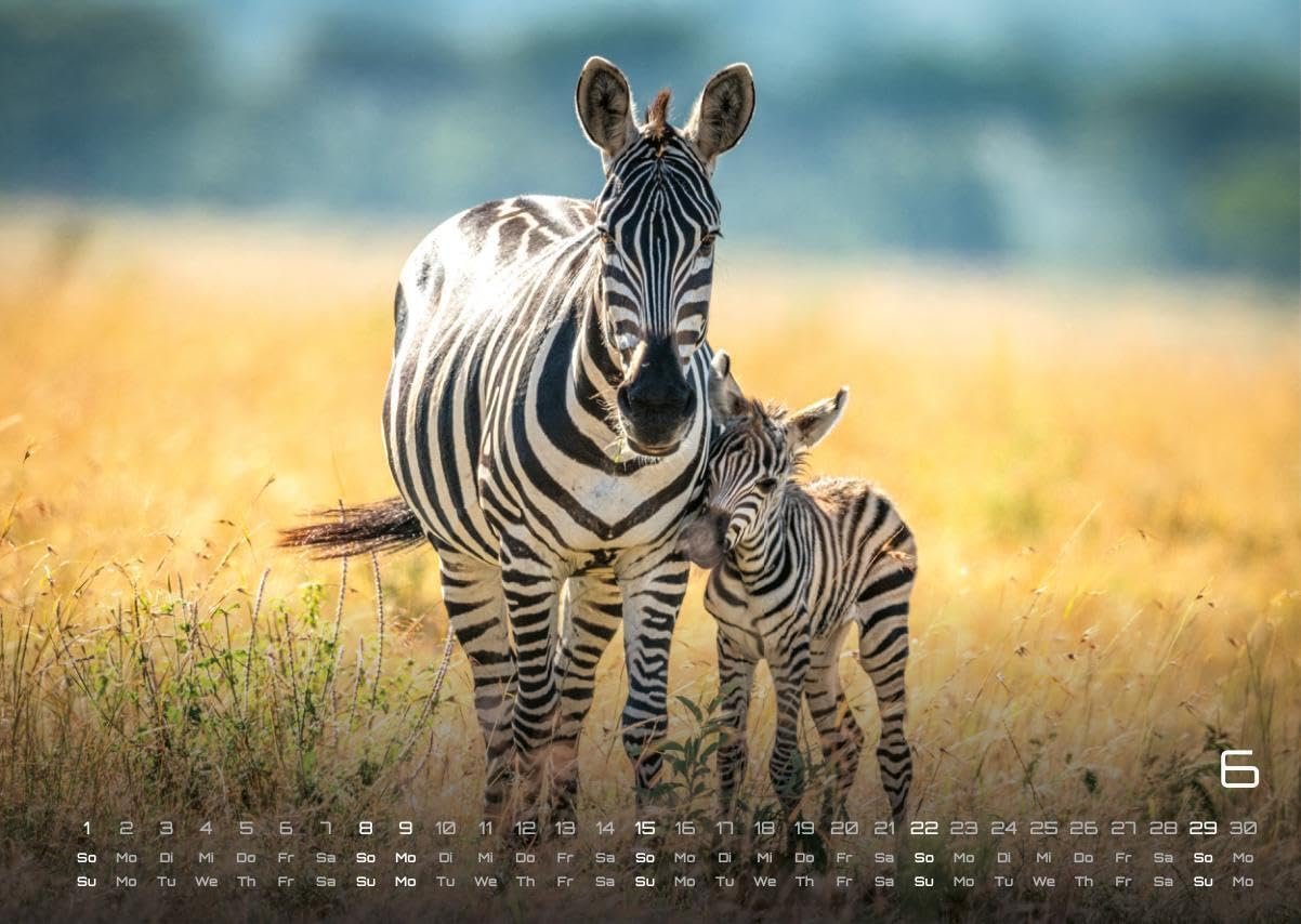 Africká fauna – Kalendár zvierat – 2025 – Kalendár formátu DIN A3: Nástenný kalendár s najkrajšími motívmi africkej fauny na rok 2025 vo formáte DIN A3 (cca 42 x 30 cm)!