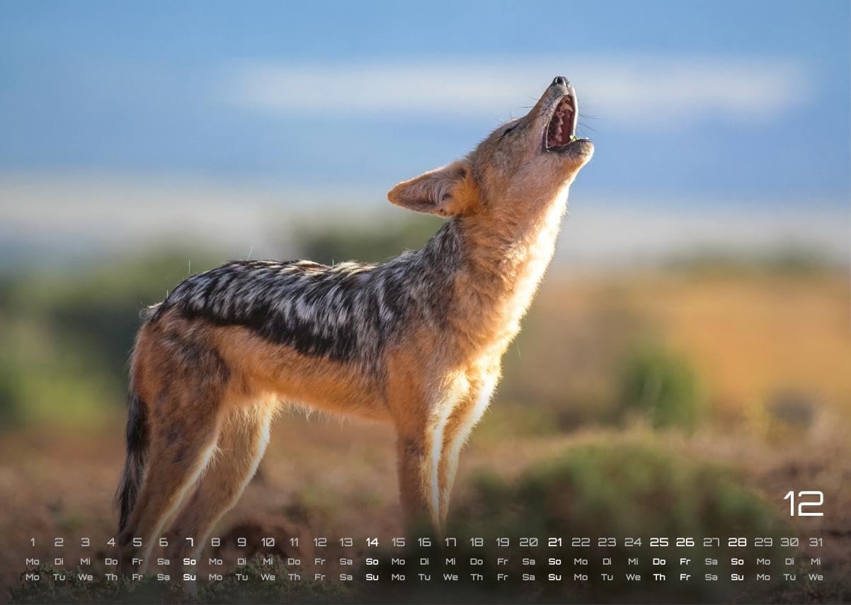 Africká fauna – Kalendár zvierat – 2025 – Kalendár formátu DIN A3: Nástenný kalendár s najkrajšími motívmi africkej fauny na rok 2025 vo formáte DIN A3 (cca 42 x 30 cm)!