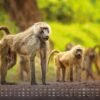 Africká fauna – Kalendár zvierat – 2025 – Kalendár formátu DIN A3: Nástenný kalendár s najkrajšími motívmi africkej fauny na rok 2025 vo formáte DIN A3 (cca 42 x 30 cm)!