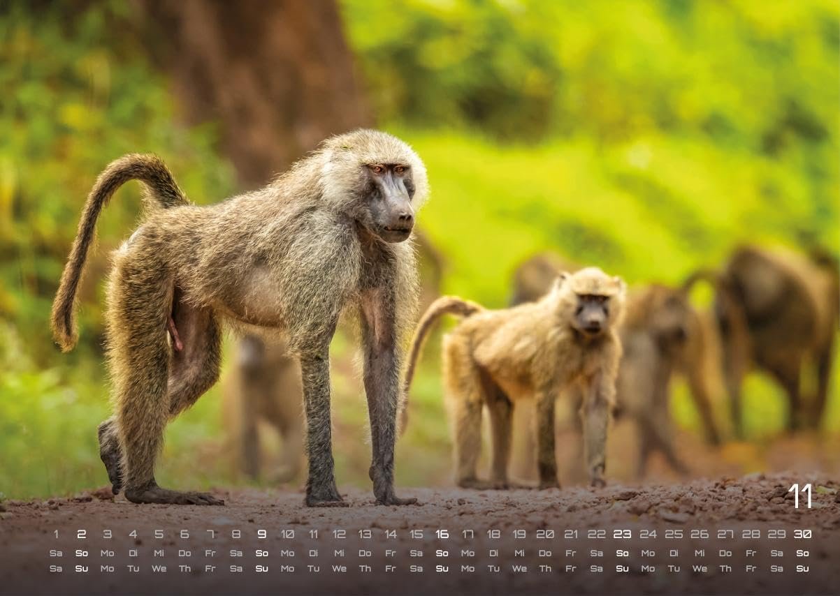 Africká fauna – Kalendár zvierat – 2025 – Kalendár formátu DIN A3: Nástenný kalendár s najkrajšími motívmi africkej fauny na rok 2025 vo formáte DIN A3 (cca 42 x 30 cm)!