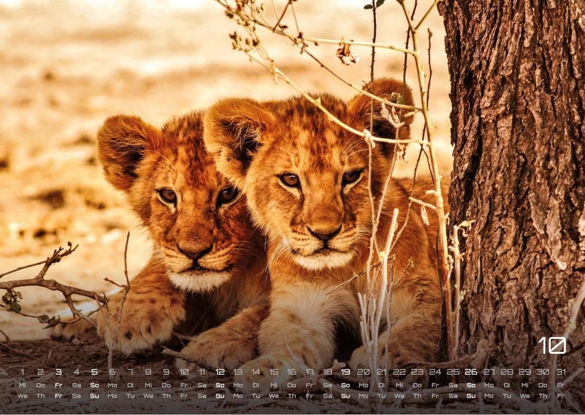 Africká fauna – Kalendár zvierat – 2025 – Kalendár formátu DIN A3: Nástenný kalendár s najkrajšími motívmi africkej fauny na rok 2025 vo formáte DIN A3 (cca 42 x 30 cm)!