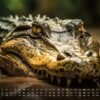 Africká fauna – Kalendár zvierat – 2025 – Kalendár formátu DIN A3: Nástenný kalendár s najkrajšími motívmi africkej fauny na rok 2025 vo formáte DIN A3 (cca 42 x 30 cm)!