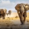 Africká fauna – Kalendár zvierat – 2025 – Kalendár formátu DIN A3: Nástenný kalendár s najkrajšími motívmi africkej fauny na rok 2025 vo formáte DIN A3 (cca 42 x 30 cm)!