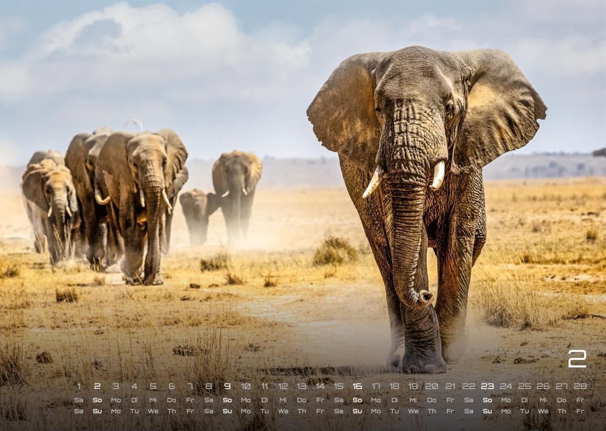 Africká fauna – Kalendár zvierat – 2025 – Kalendár formátu DIN A3: Nástenný kalendár s najkrajšími motívmi africkej fauny na rok 2025 vo formáte DIN A3 (cca 42 x 30 cm)!