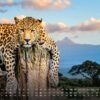 Africká fauna – Kalendár zvierat – 2025 – Kalendár formátu DIN A3: Nástenný kalendár s najkrajšími motívmi africkej fauny na rok 2025 vo formáte DIN A3 (cca 42 x 30 cm)!